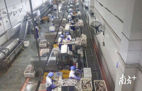 鯪魚罐頭銷量逆勢增長，中山出口食品企業全面復工助力食品銷售回暖